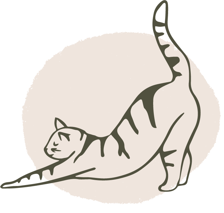 illustration d'un chat en train de s'étirer, sur fond beige